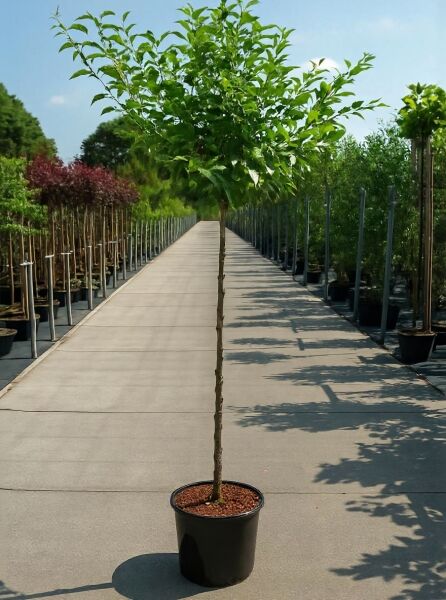 Prunus triloba Stämmchen (Mandelbäumchen), 110 cm Stamm, C7.5 im Topf, Hochstamm mit grünem Laubkopf