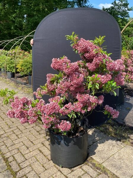 Kalmia latifolia 'Pinwheel' (Lorbeerrose/Berglorbeer) Solitärstrauch ca. 100–120 cm, im Topf, mit rosa-weißen Blütenständen