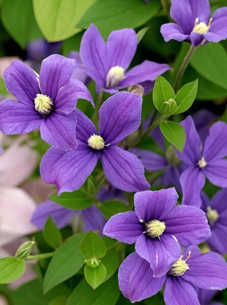 Ganzblättrige Waldrebe Clematis integrifolia 'Arabella' mit violetten Blüten und gelblich-weißem Blütenzentrum, grünes Laub.