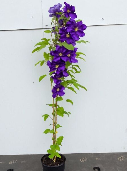 Waldrebe Clematis 'Luther Burbank' (Clematis) 80-100 cm C2 im Topf, rankender Trieb mit grünen Blättern und violetten Blüten