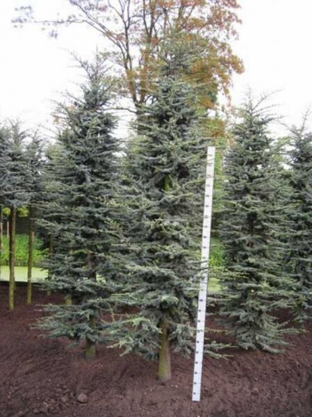 Blaue Libanon-Zeder Cedrus libani 'Glauca', Nadelbaum mit blaugrauem Nadelkleid, ca. 300–350 cm Höhe, mit Db.