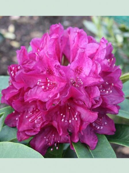 Rhododendron Hybride 'INKARHO Old Port ®' / Rhododendron 'INKARHO Old Port'