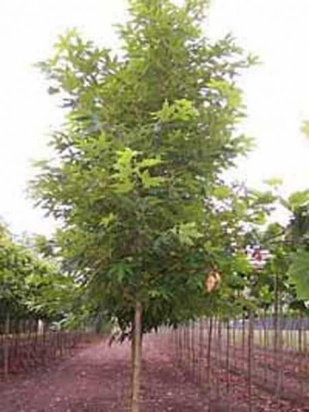 Morgenländische Platane / Orientalische Platane / Platanus orientalis
