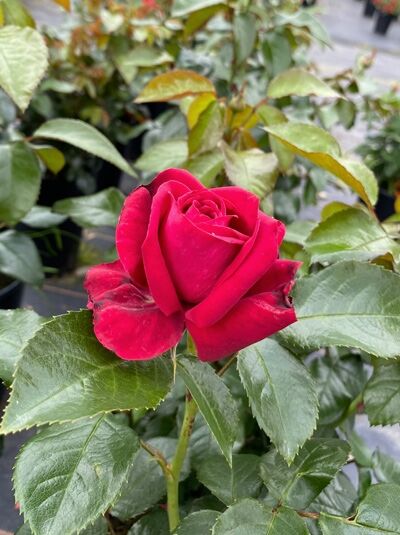Edelrose 'Ruby Kiss' ® / Edelrose 'Ruby Kiss' ®