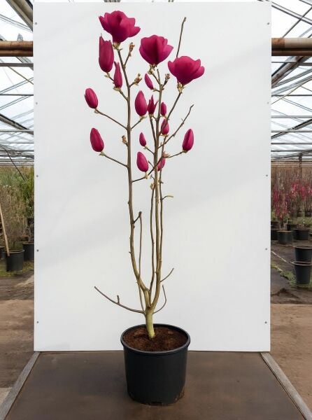 Magnolia ‘Emperor’ / Tulpenmagnolie ‘Emperor’, 125-150 cm, C20, im Topf mit aufrechten Trieben und purpurfarbenen Blütenknospen.