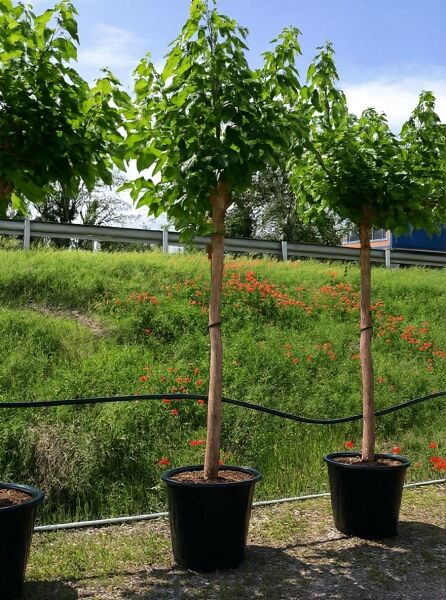 Morus alba 'Fruitless' / Weißer Maulbeerbaum 'Fruitless' Hochstamm im Container mit Stamm und grüner Krone.