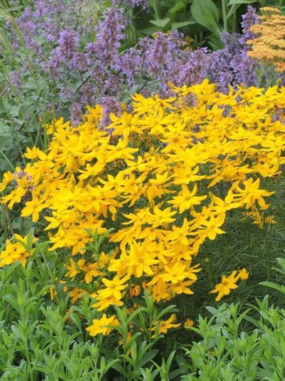 Mädchenauge &#039;Grandiflora&#039; / Coreopsis verticillata &#039;Grandiflora&#039;