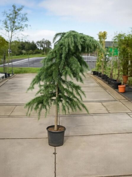 Hänge-Himalaja-Zeder (Cedrus deodara 'Pendula') 150-175 cm, C25, im Container mit überhängenden, grünen Nadelzweigen