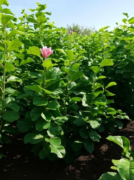 Magnolia 'Satisfaction' / Großblütige Säulen-Magnolie, 100–125 cm m. B., aufrechter Wuchs mit grünen Blättern und rosa Blüte