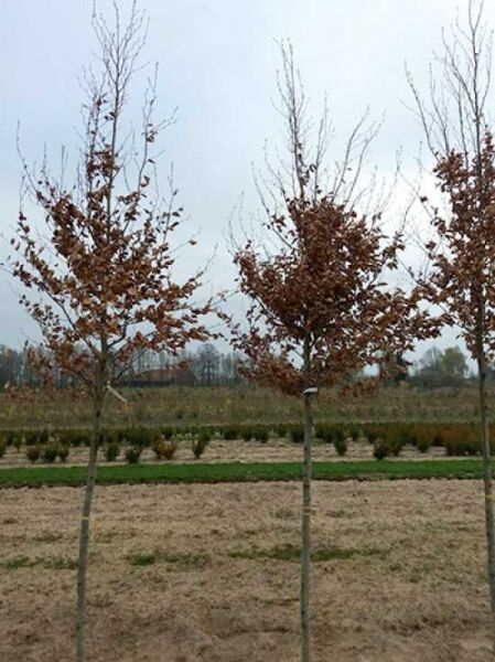 Rot-Buche (Fagus sylvatica) Hochstamm 12-14 StU, mit Drahtballen, Laub und verzweigte Krone am geraden Stamm