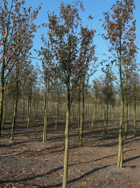 Prunus x hillieri 'Spire' / Zierkirsche 'Spire' Hochstamm 25-30 StU m. Db., schlanker Stamm mit belaubter Krone in Baumschule