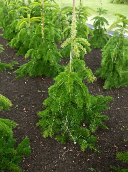 Hängende Nordmanns-Tanne (Abies nordmanniana 'Pendula') 60–80 cm m. B., veredelte Jungpflanze mit überhängenden Zweigen