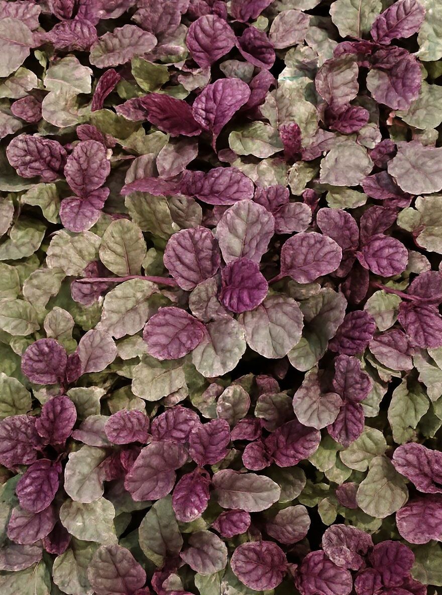 Mehrfarbiger Garten-Gnsel 'Burgundy Glow' - Ajuga reptans 'Burgundy Glow'