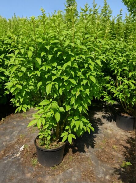 Syringa josikaea 'Holger' / Ungarischer Flieder 'Holger', 100–125 cm, C20, mehrtriebiger Strauch im Container mit grünem Laub.