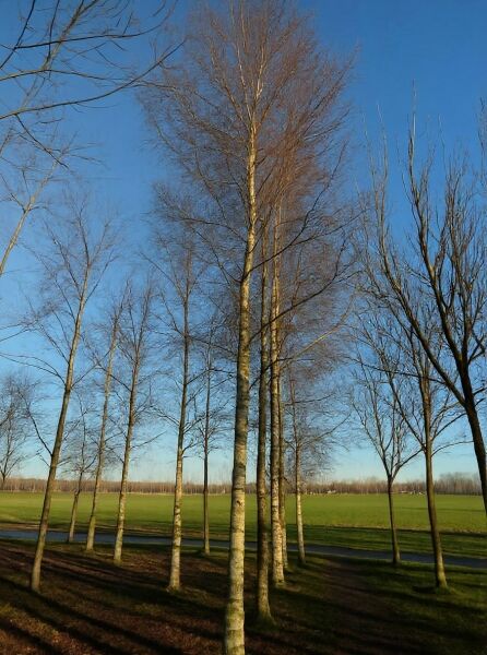 Sand-Birke (Betula pendula) Hochstamm 35–40 StU, schlanker Stamm mit weißlicher Rinde und feiner, kahler Krone.