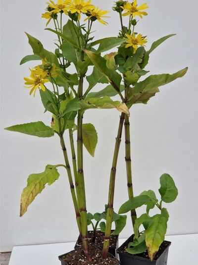Becherpflanze &#039;Maya ®&#039; / Silphium perfoliatum &#039;Maya ®&#039;