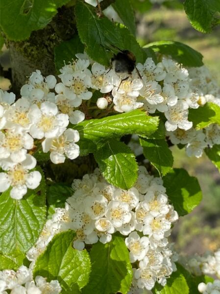 Scharlach-Glanzblattmispel / Photinia villosa