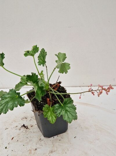 Grünes Purpurglöckchen Heuchera Hybride 'Strawberry Swirl' P9 im Topf, grünes Laub und rosa Blütenstand.