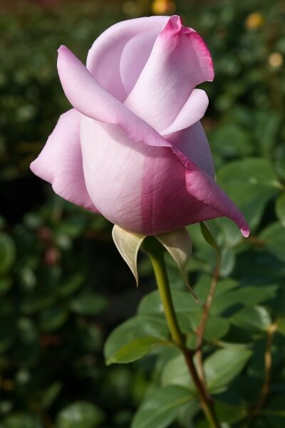 Edelrose 'Mainzer Fastnacht' / Edelrose 'Mainzer Fastnacht'