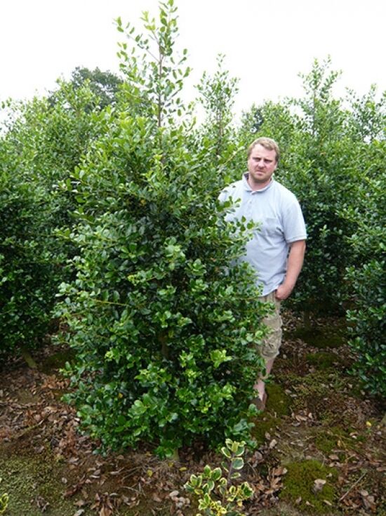 Europische Stechpalme 'J. C. van Tol' - Ilex aquifolium 'J. C. van Tol'