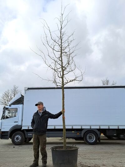 Eisenholzbaum 'Vanessa' (Parrotia persica 'Vanessa') Hochstamm 20-25 StU im Container, laubfrei, mit schlankem Stamm und Krone