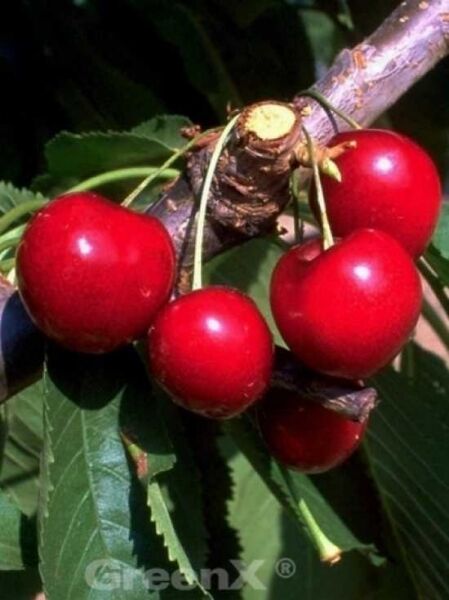 Prunus avium 'Stella' / Süßkirsche 'Stella'