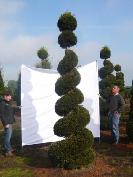 Garten-Bonsai Eibe (Taxus baccata) 300–350 cm, spiralig geschnittene Form mit kugeligen Kronen auf Stamm