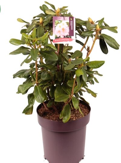 Rhododendron 'Scintillation' / Rhododendron Hybride 'Scintillation'