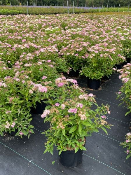 Spiraea japonica 'Genpei' (Shirobana) / Japanischer Spierstrauch 'Genpei', 30-40 cm C3, Topfware mit rosa-weißen Blütendolden