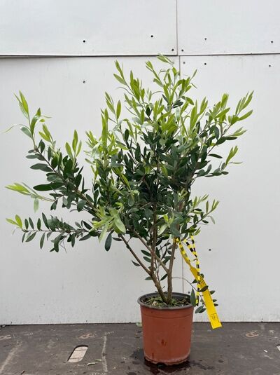 Zylinderputzer 'Captain Cook' / Callistemon viminalis 'Captain Cook'