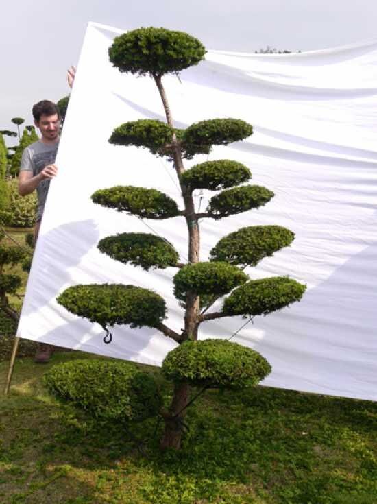 bonsai mammutbaum gestalten Bonsai ziehen, gestalten und pflegen main image 1