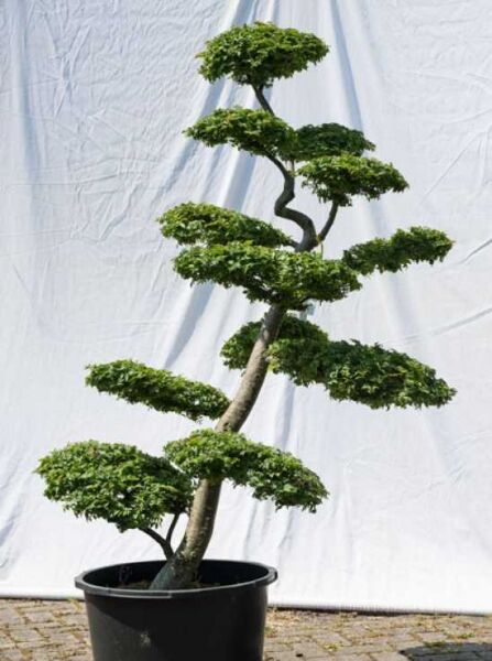 Ulmus minor 'Jacqueline Hillier' H: 160 cm B: 100 cm / Garten-Bonsai (573)