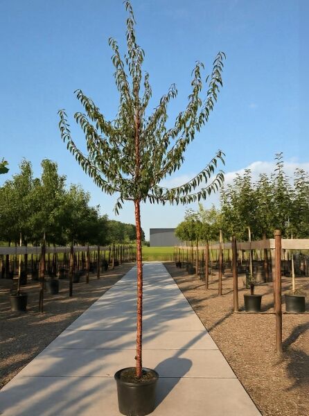 Prunus serrula (Mahagoni-Kirsche) Hochstamm 12-14 StU im Container, schlanker Stamm mit glänzender Rinde, belaubt