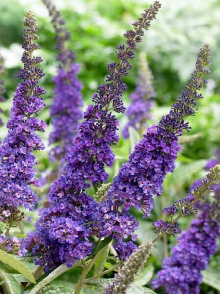 Sommerflieder 'Empire Blue' / Schmetterlingsstrauch 'Empire Blue' / Sommerflieder 'Empire Blue' / Schmetterlingsstrauch 'Empire Blue'