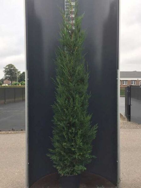 Grüne Bastardzypresse (Cupressocyparis leylandii) '2001' im Container, schlanker, aufrechter Wuchs, Nadeln grün, 200–225 cm C20