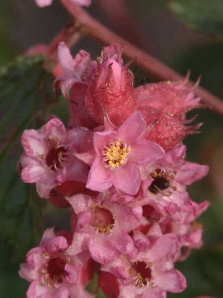 Neillia affinis / Rote Traubenspiere