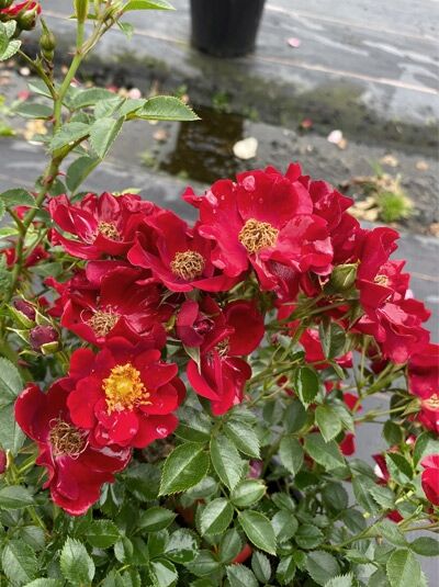 Bodendeckerrose Rosa 'Bienenweide ® Rot' mit roten, halbgefüllten Blüten und gelben Staubgefäßen, grünes Laub im Topf.