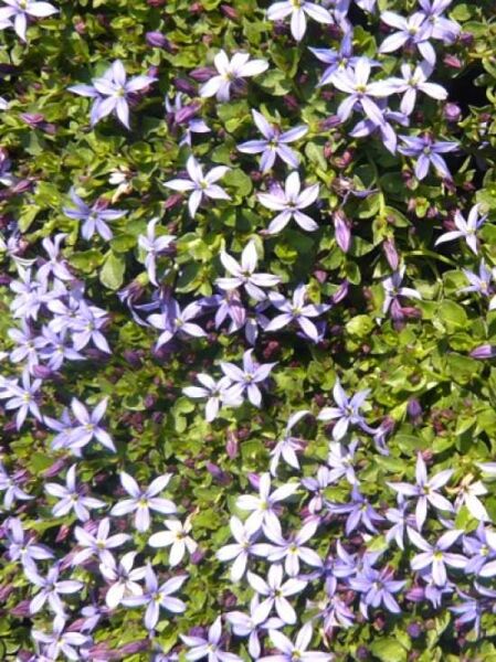 Schein-Lobelie 'Country Park' / Schein-Lobelie 'Country Park'