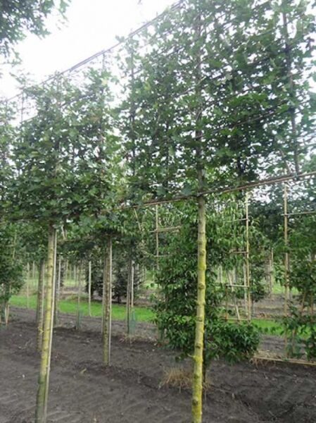 Feld-Ahorn 'Elsrijk' 'Hochstamm-Spalier' H:160 B:160 T:20 (Stamm 210 cm) / Feld-Ahorn 'Elsrijk' 'Hochstamm-Spalier' H:160 B:160 T:20 (Stamm 210 cm)