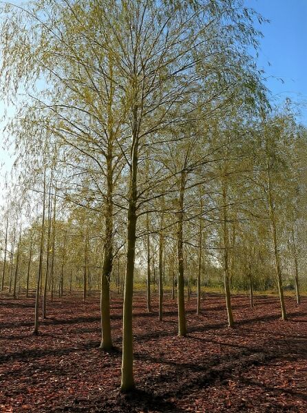 Salix sepulcralis 'Chrysocoma', Hänge-Weide Trauer-Weide 'Chrysocoma' Hochstamm, Baum mit überhängenden Zweigen in Baumschule