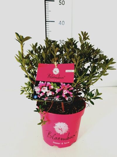 Rhododendron 'Bloombux' ® EU-S / Rhododendron micranthum 'Bloombux' ® EU-S