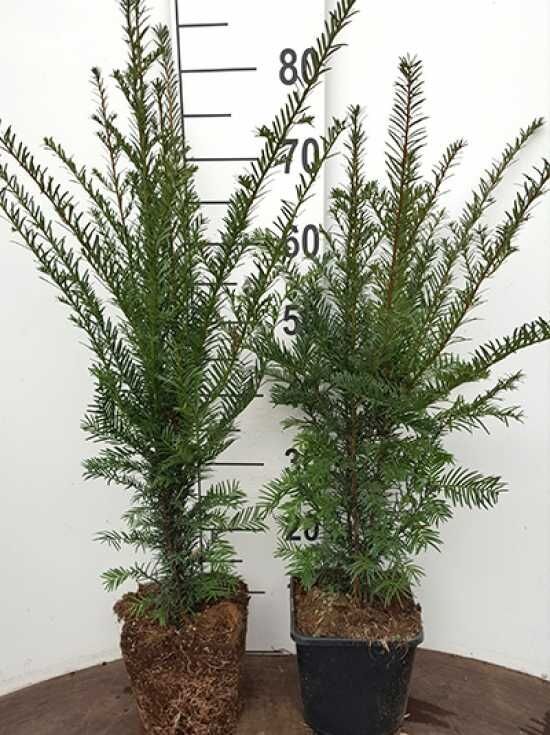 eibe kaufen 200 cm Taxus baccata main image 0