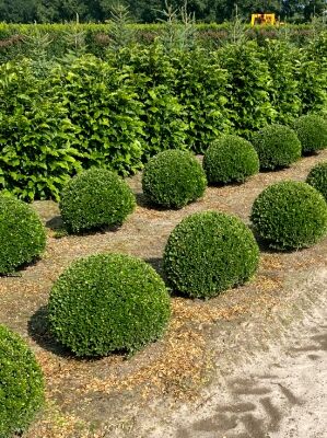 Stechpalme / Ilex gnstig in Top-Baumschulqualitt kaufen