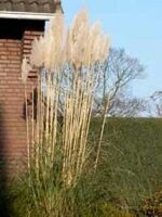 Hohes Pampasgras / Cortaderia selloana kaufen