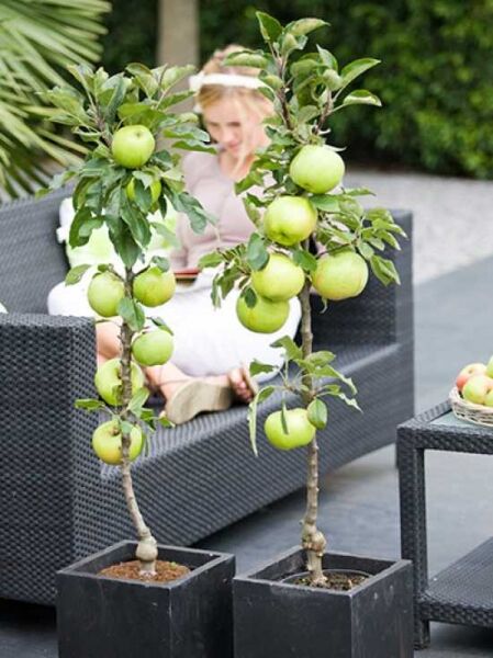 Säulen-Apfel 'Green Apple' / Malus 4Sure 'Green Apple'