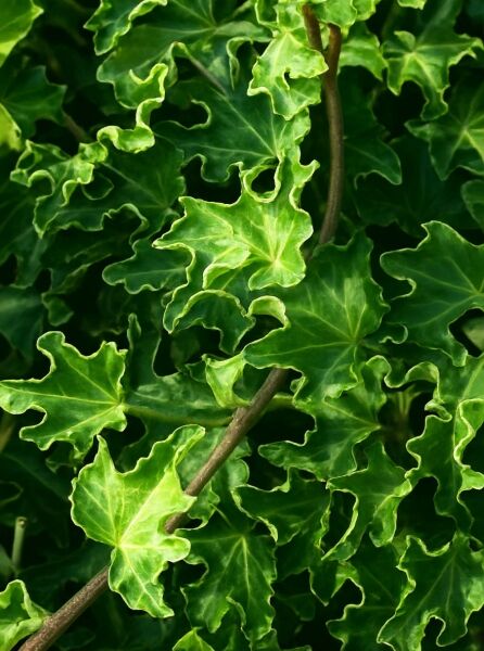 Krausblättriger Efeu (Hedera helix 'Ivalace') mit dunkelgrünen, gelappten, stark gewellten Blättern und Trieben.