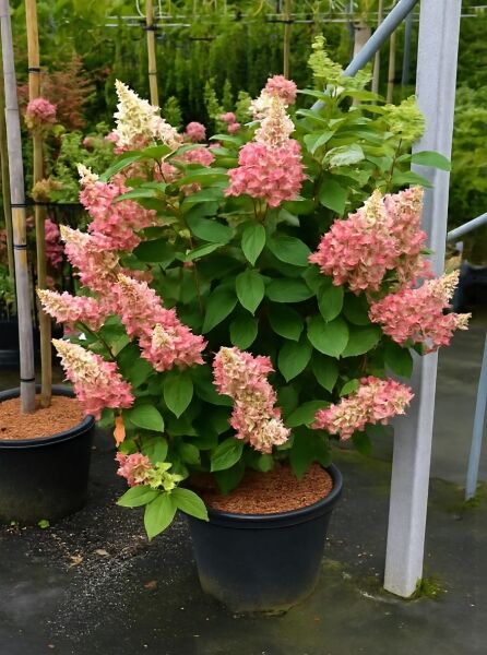 Rispen-Hortensie Hydrangea paniculata 'Pinky Winky ®' C45 im Topf, grünes Laub und rosa-weiße Rispenblütenstände.