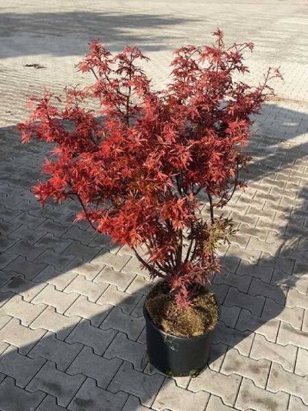 Japanischer Ahorn Acer palmatum 'Shaina' mit rotem, tief geschlitztem Laub im Topf, 100-125 cm, C25