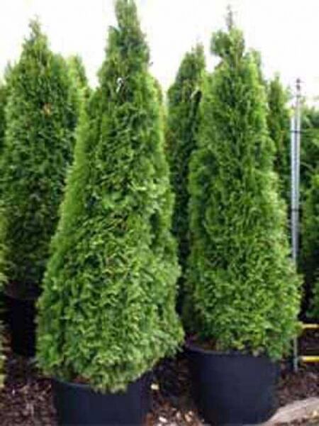 Thuja occidentalis 'Smaragd' / Lebensbaum 'Smaragd' / Smaragd-Lebensbaum