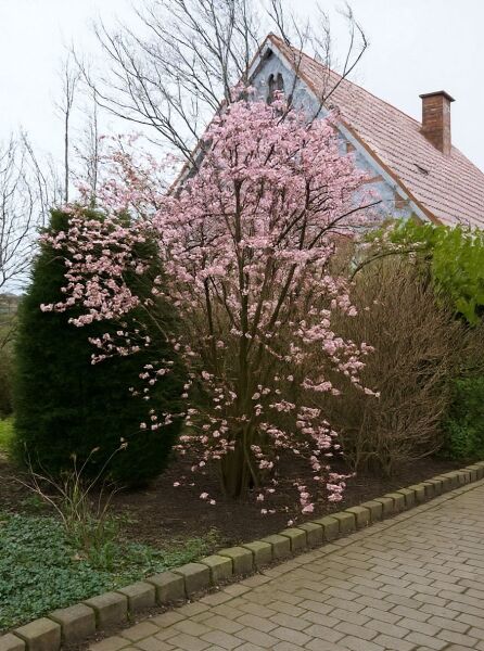 Viburnum bodnantense 'Charles Lamont', Winter-Schneeball 'Charles Lamont' als Strauch mit rosa Blüten an aufrechten Zweigen